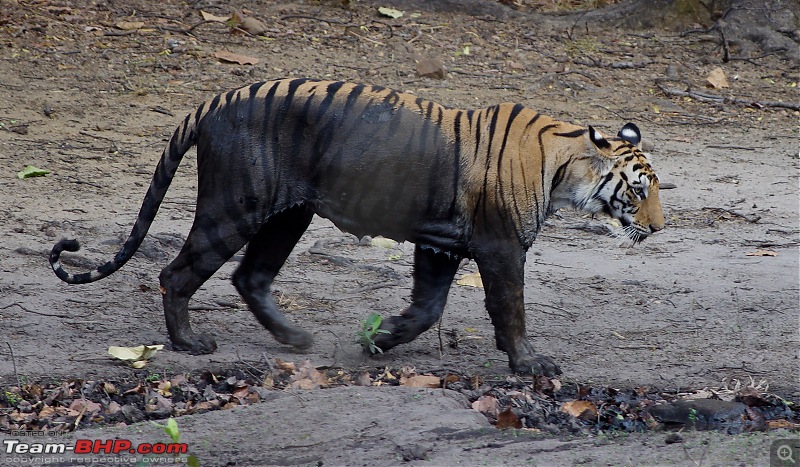 Bandhavgarh - Tiger Trails-imgp9430.jpg