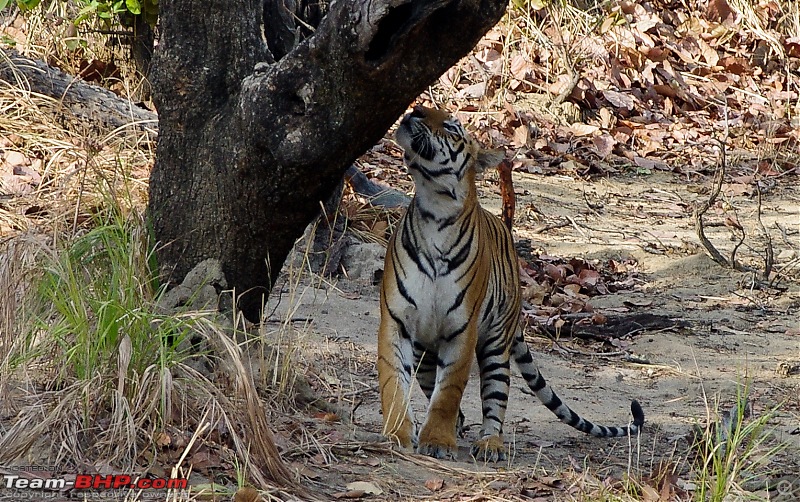 Bandhavgarh - Tiger Trails-imgp9291.jpg