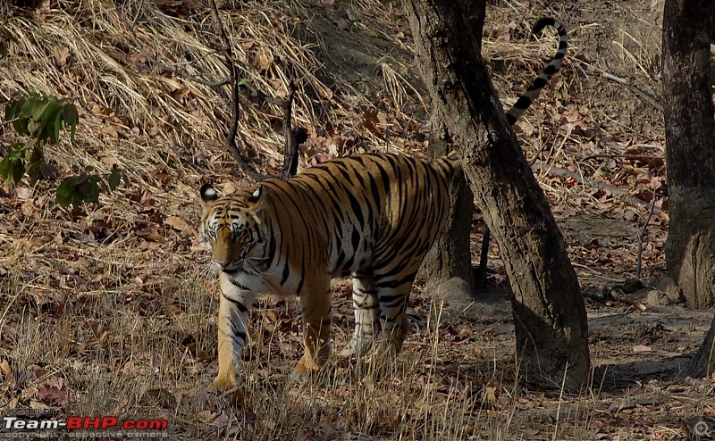 Bandhavgarh - Tiger Trails-imgp9309.jpg