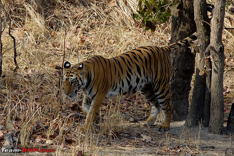 Bandhavgarh - Tiger Trails-imgp9312.jpg