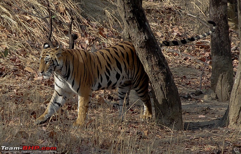 Bandhavgarh - Tiger Trails-imgp9308.jpg