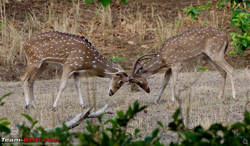 Bandhavgarh - Tiger Trails-imgp9275.jpg