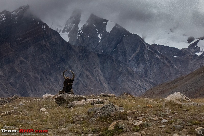 Altitude - The PhotoLog. Ladakh, the wilder one-20160828dsc01670x3.jpg