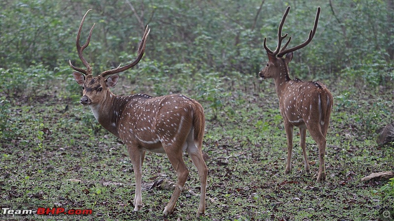 Enchanting Kabini through my lens - Our trip to Nagarhole National Park-dsc02376.jpg