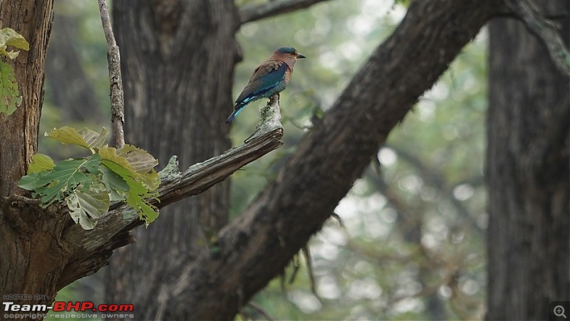 Enchanting Kabini through my lens - Our trip to Nagarhole National Park-dsc02381.jpg