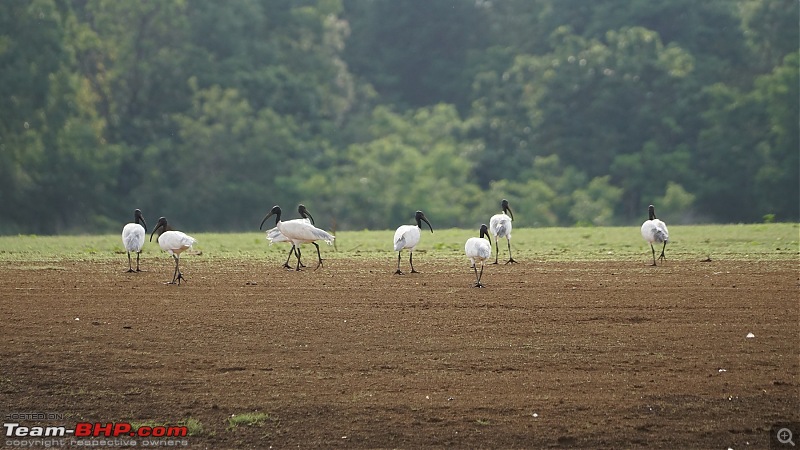 Enchanting Kabini through my lens - Our trip to Nagarhole National Park-dsc02469.jpg