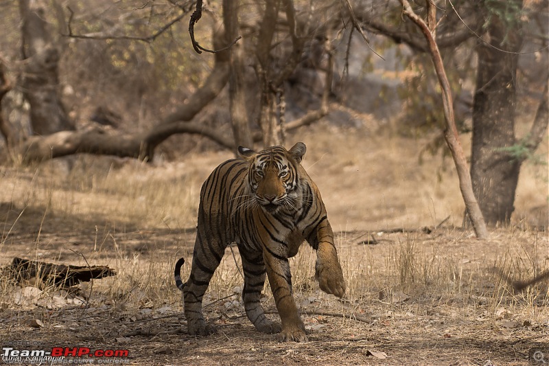 Ranthambore - Land of Forts, Hills & Tigers-t41-lailas-sub-adult.jpg