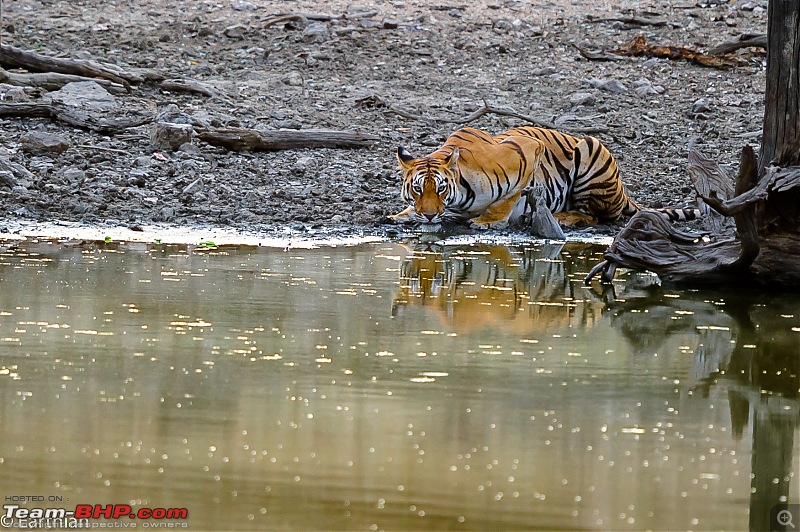 Tiger by the t(r)ail: Pench & Tadoba National Parks-28.jpg