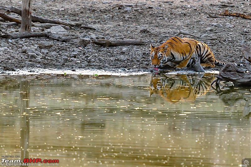 Tiger by the t(r)ail: Pench & Tadoba National Parks-27.jpg