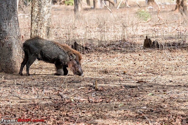 Tiger by the t(r)ail: Pench & Tadoba National Parks-22.jpg