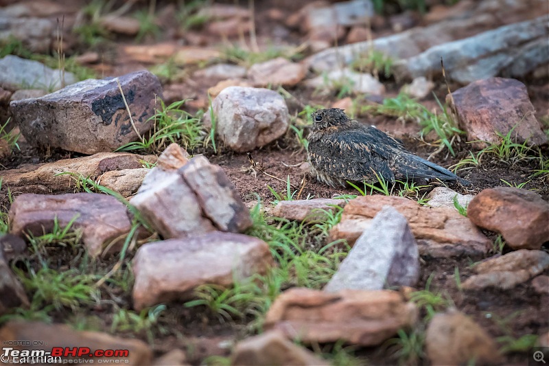 Tiger by the t(r)ail: Pench & Tadoba National Parks-47.jpg