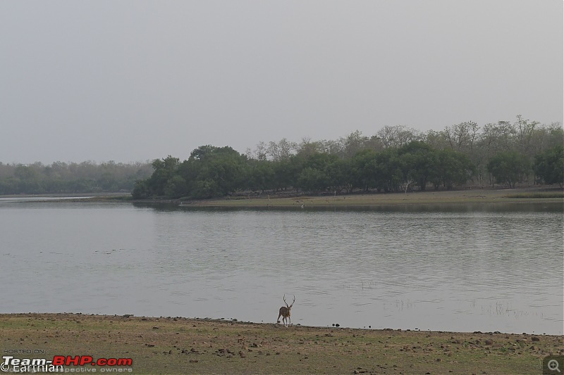 Tiger by the t(r)ail: Pench & Tadoba National Parks-44.jpg