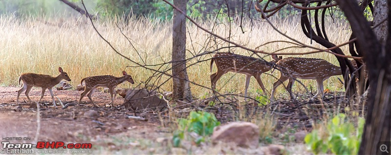 Tiger by the t(r)ail: Pench & Tadoba National Parks-42.jpg