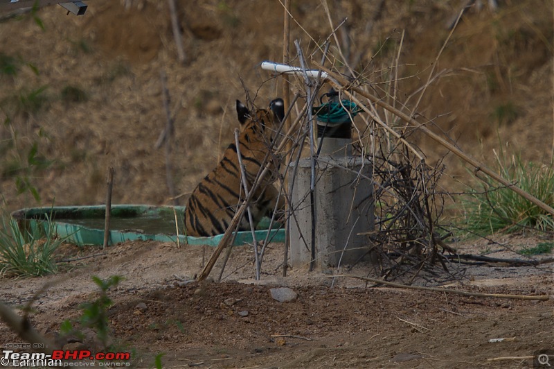 Tiger by the t(r)ail: Pench & Tadoba National Parks-39.jpg