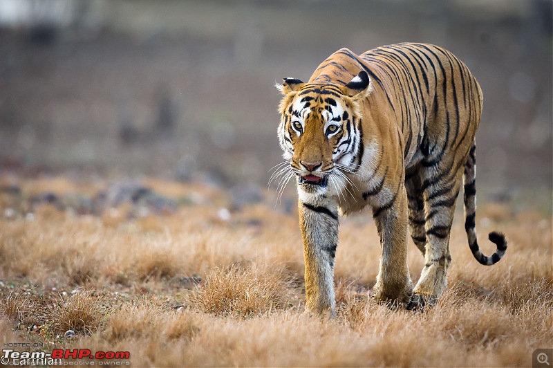 Tiger by the t(r)ail: Pench & Tadoba National Parks-66.jpg