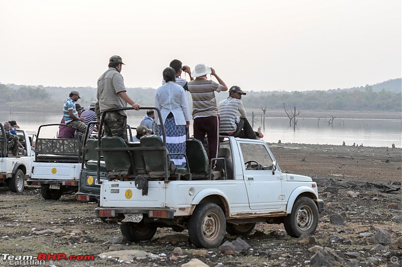 Tiger by the t(r)ail: Pench & Tadoba National Parks-58.jpg