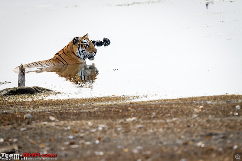 Tiger by the t(r)ail: Pench & Tadoba National Parks-57.jpg