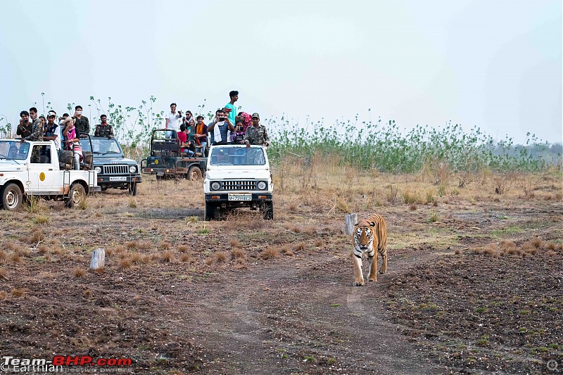 Tiger by the t(r)ail: Pench & Tadoba National Parks-86.jpg