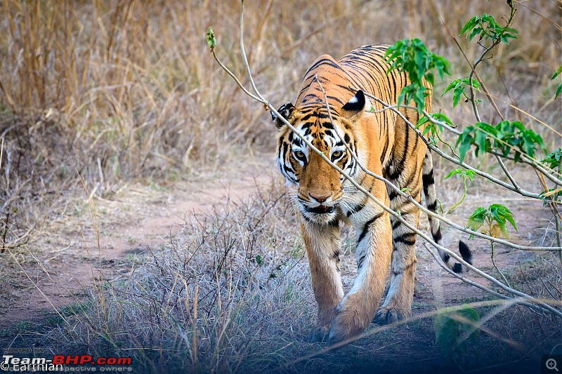 Tiger by the t(r)ail: Pench & Tadoba National Parks-84.jpg