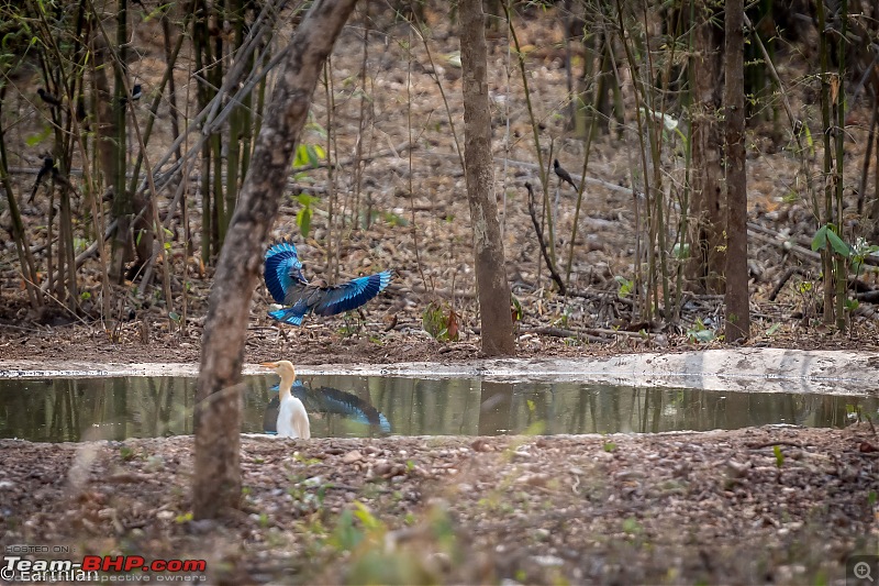 Tiger by the t(r)ail: Pench & Tadoba National Parks-79.jpg