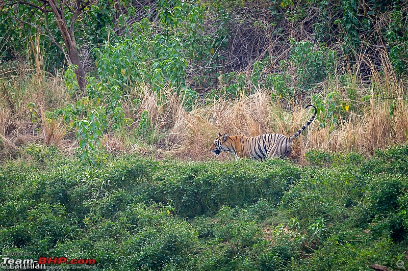 Tiger by the t(r)ail: Pench & Tadoba National Parks-73.jpg