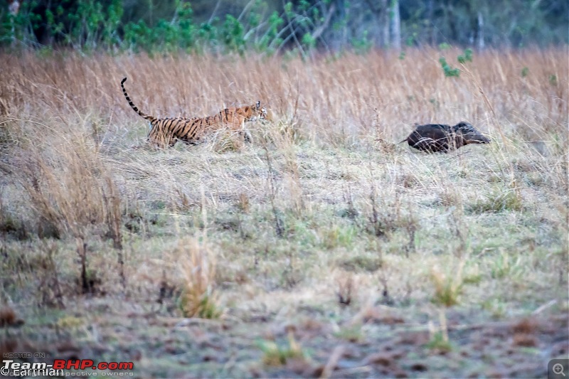 Tiger by the t(r)ail: Pench & Tadoba National Parks-madhuris-hunt-7.jpg