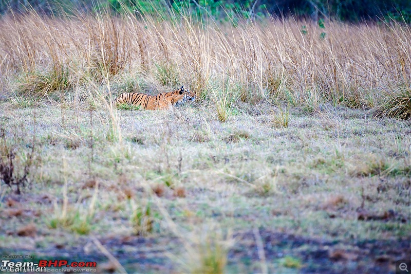 Tiger by the t(r)ail: Pench & Tadoba National Parks-madhuris-hunt-2.jpg