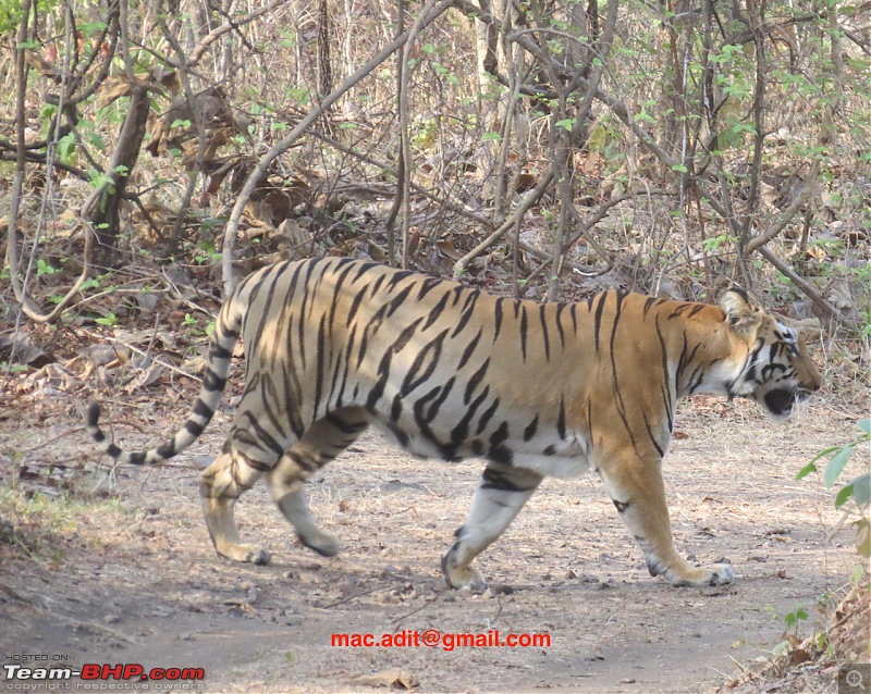 Tiger by the t(r)ail: Pench & Tadoba National Parks-img_2640.jpg