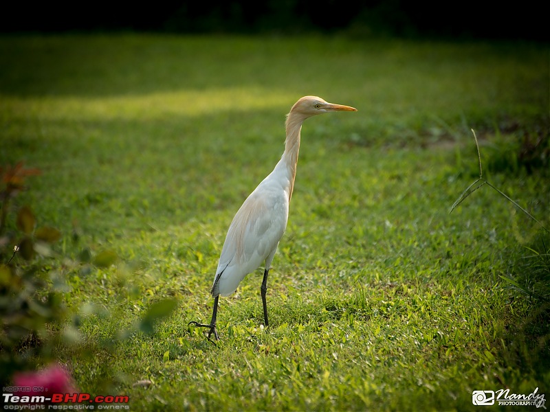 Amazingly magnificent & enchantingly awesome North East India - A 10,000 km Ride!-dsc_3571.jpg