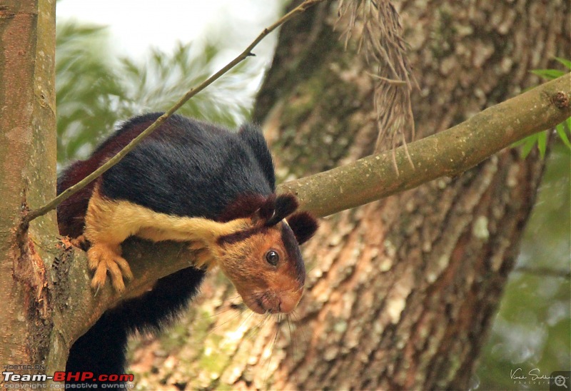 Family time in Valparai: Hornbills, Gaurs and Lion-tailed Monkeys-img_61692532x1735.jpg