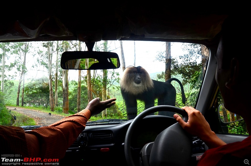 Family time in Valparai: Hornbills, Gaurs and Lion-tailed Monkeys-suh_3957.jpg