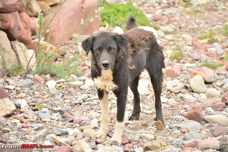 Kinnaur & Spiti: Journey of a Lifetime-dsc_0251.jpg