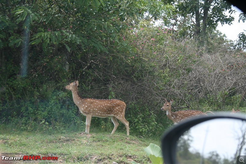 Ooty - my first on MY LINEA, probably the first LINEA TO CLIMB famous 36 hairpin bent-deer.jpg