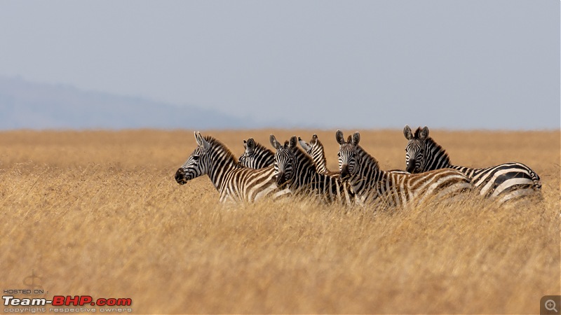 Masai Mara - A magical week in wildlife heaven-tbhp02008-mm4158.jpg