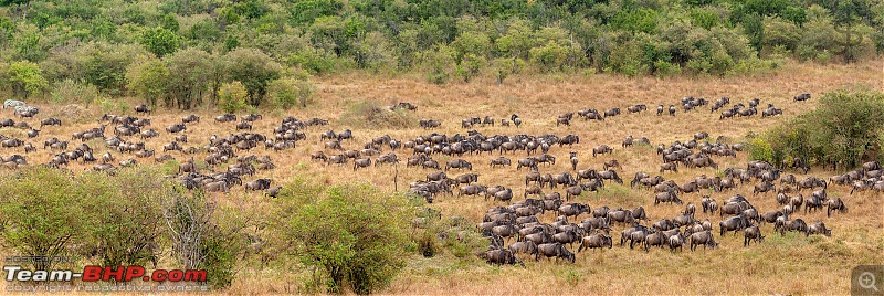 Masai Mara - A magical week in wildlife heaven-tbhp02010-mm4219.jpg