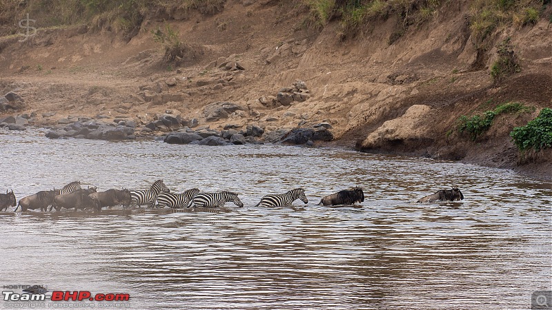Masai Mara - A magical week in wildlife heaven-tbhp02015-mm4389.jpg