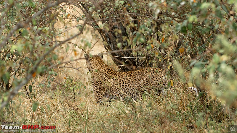 Masai Mara - A magical week in wildlife heaven-tbhp02021-mm4415.jpg