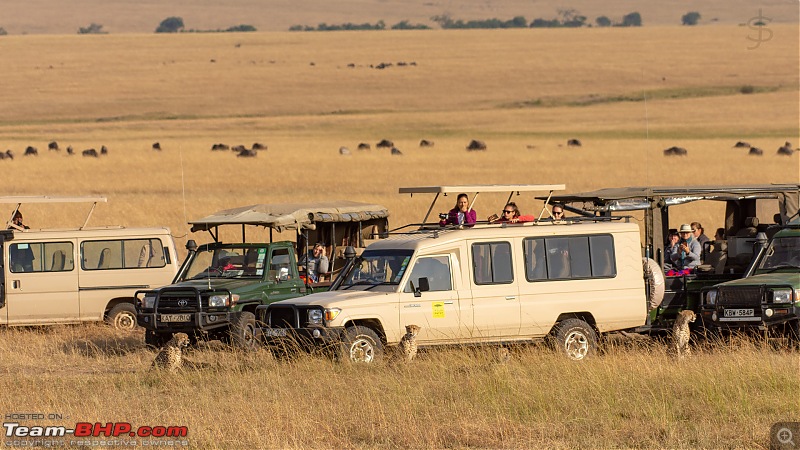Masai Mara - A magical week in wildlife heaven-tbhp03012-mm4694.jpg