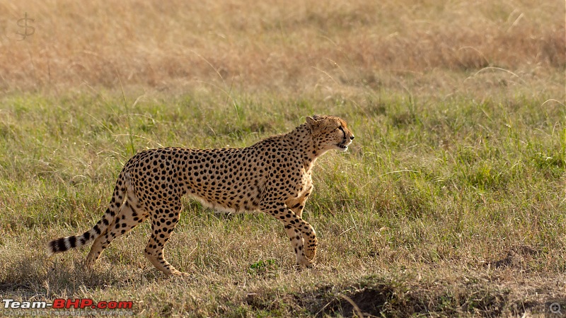 Masai Mara - A magical week in wildlife heaven-tbhp03013-mm4696.jpg