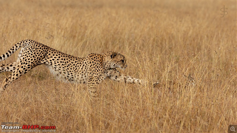 Masai Mara - A magical week in wildlife heaven-tbhp03024-mm4921.jpg