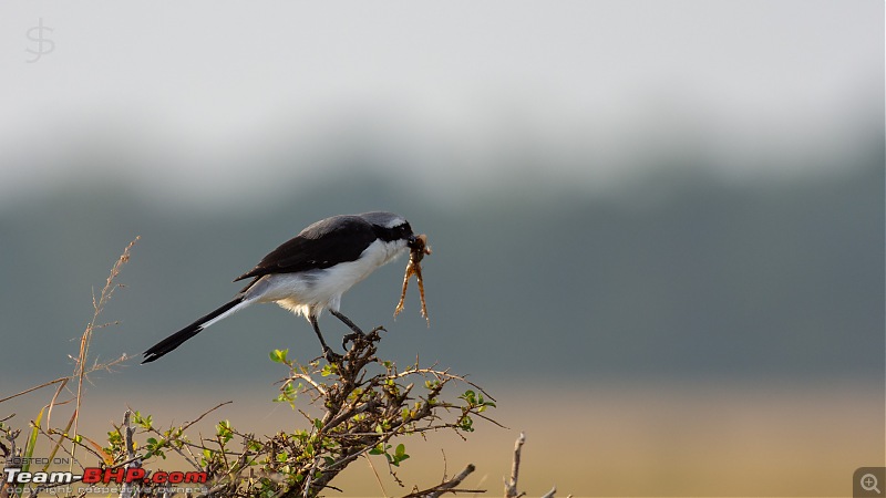 Masai Mara - A magical week in wildlife heaven-tbhp04001-mm4996.jpg