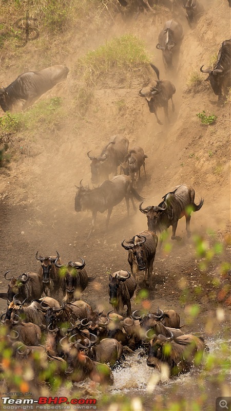 Masai Mara - A magical week in wildlife heaven-tbhp04012-mm5247.jpg