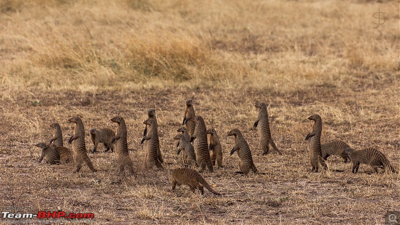 Masai Mara - A magical week in wildlife heaven-tbhp04020-mm5310.jpg