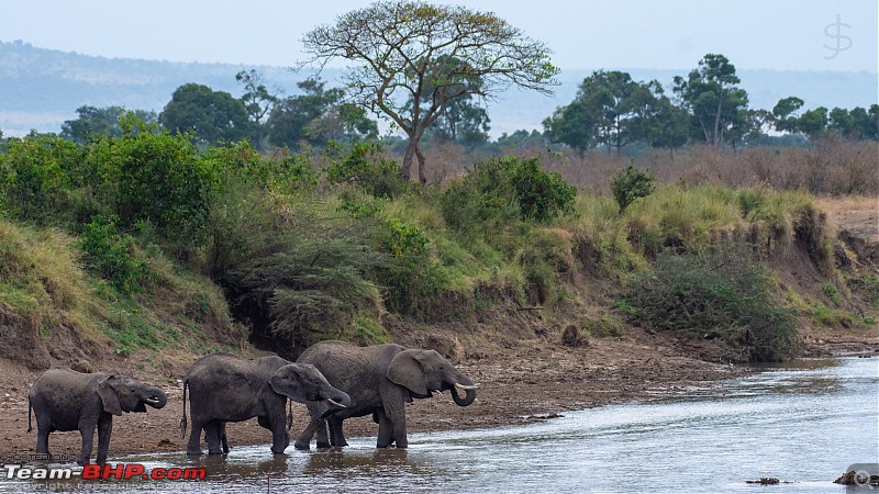 Masai Mara - A magical week in wildlife heaven-tbhp04021-mm5403.jpg