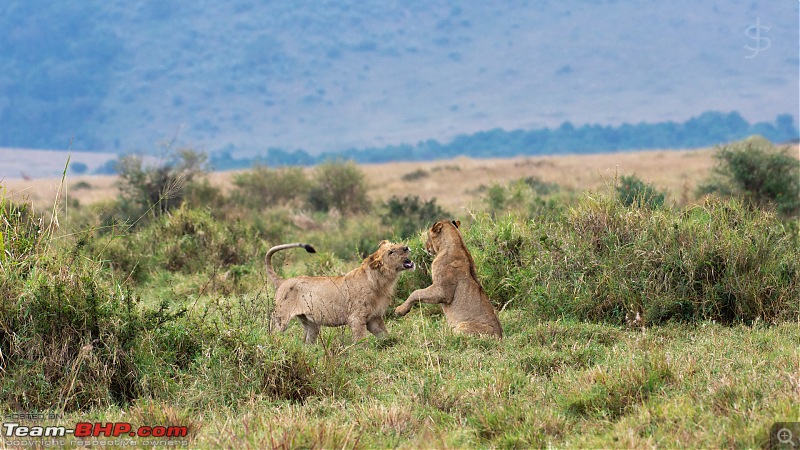 Masai Mara - A magical week in wildlife heaven-tbhp05006-mm5445.jpg