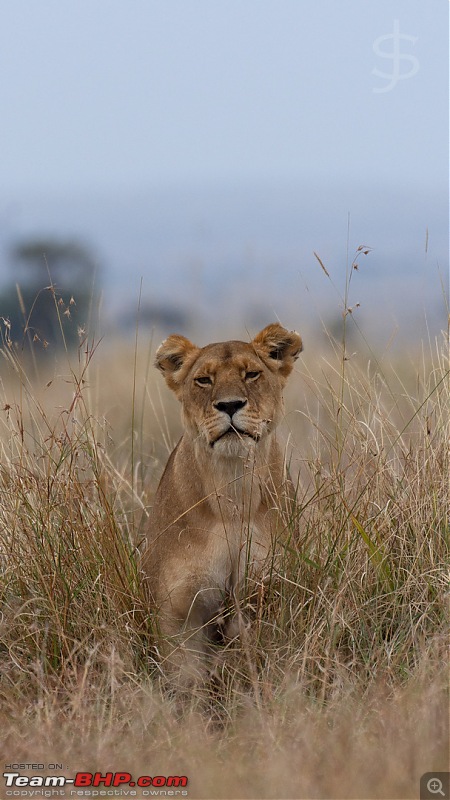 Masai Mara - A magical week in wildlife heaven-tbhp05007-mm5499.jpg