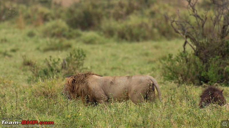 Masai Mara - A magical week in wildlife heaven-tbhp05012-mm5610.jpg