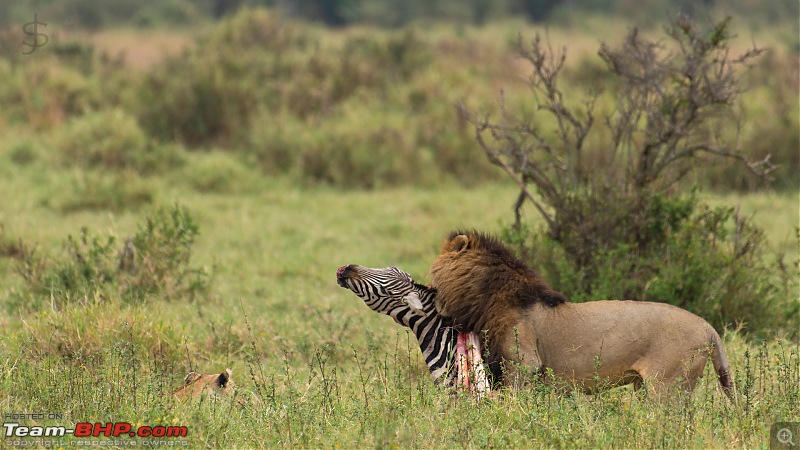 Masai Mara - A magical week in wildlife heaven-tbhp05013-.jpg