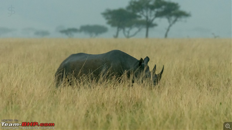 Masai Mara - A magical week in wildlife heaven-tbhp05023-mm5919.jpg