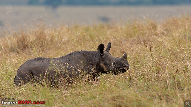 Masai Mara - A magical week in wildlife heaven-tbhp06013-mm6221.jpg